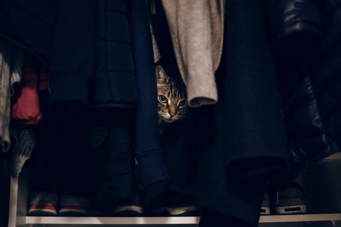 クローゼットに隠れる猫