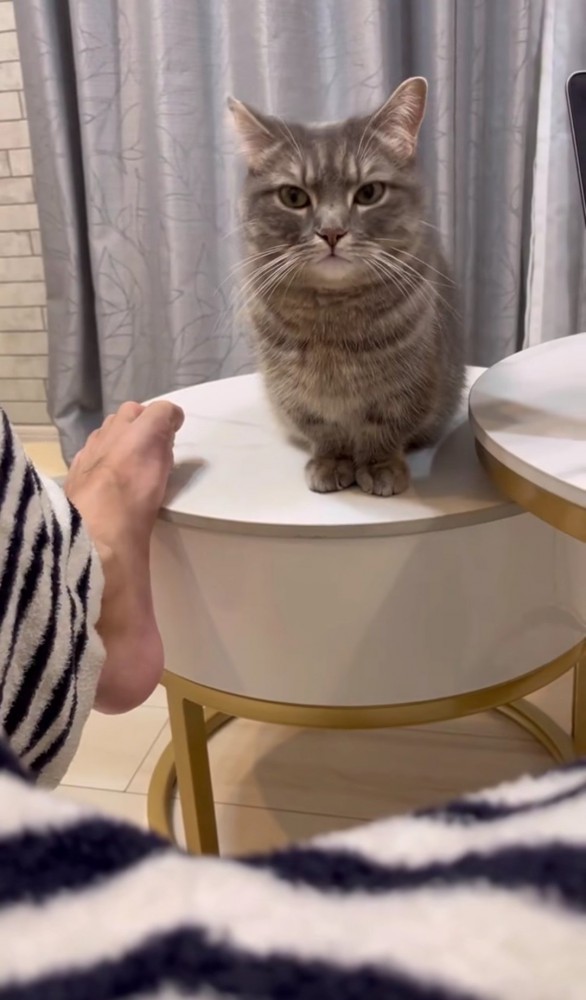 テーブルの上に足を乗せる男性と横目で見る猫