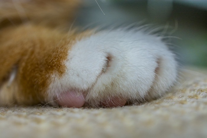 猫の脚