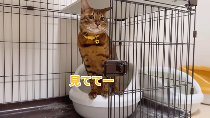 トイレに入る猫