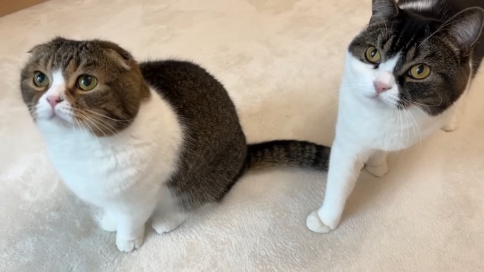 上を見る2匹の猫