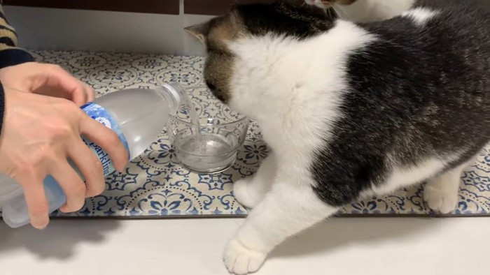 グラスに注がれる炭酸水と見ている猫