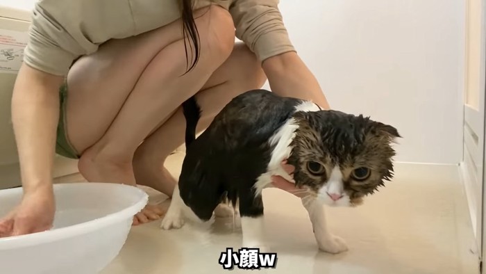 濡れた猫