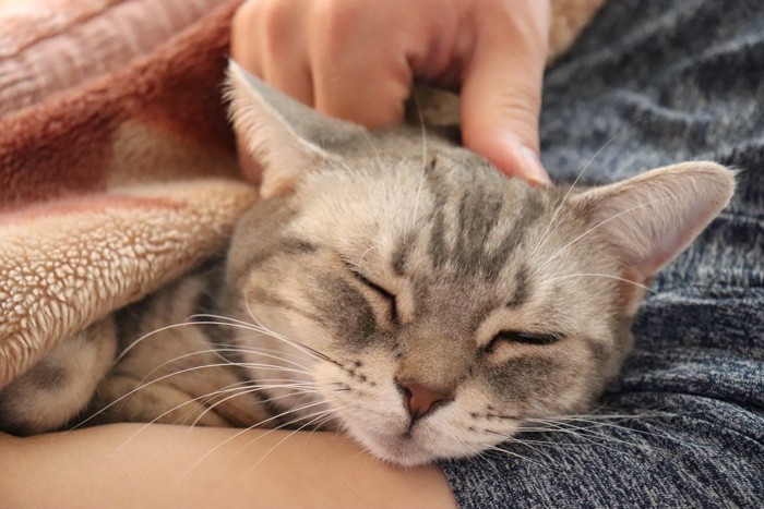 腕枕で眠る猫