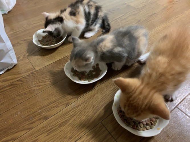 子猫のご飯