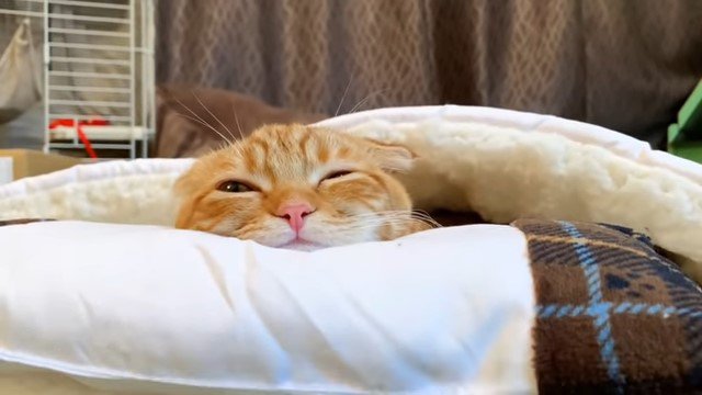 枕に頭を乗せて猫布団で寝る猫