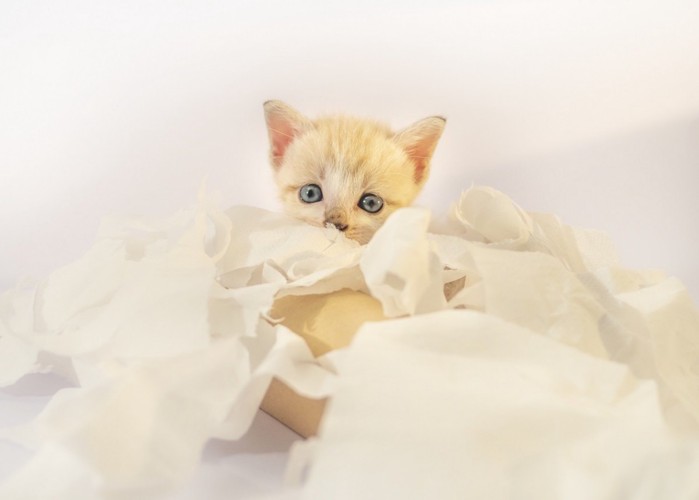 紙に包まれる猫