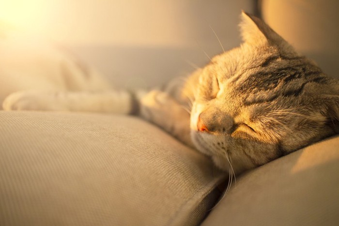 光を浴びて目を閉じている猫