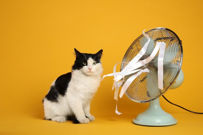 猫と扇風機