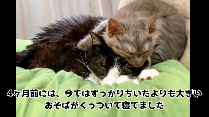 くっついて眠る2匹の猫