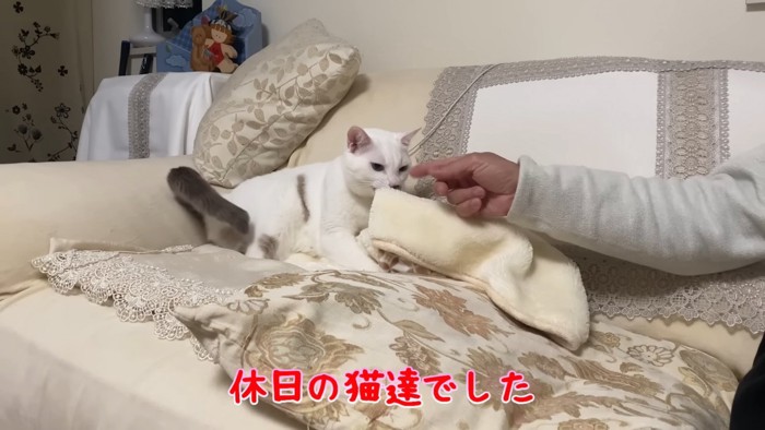 毛布を加えている猫