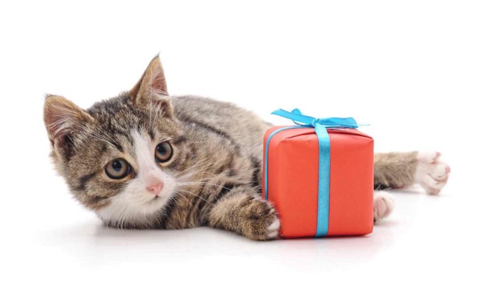 プレゼントをくれる猫