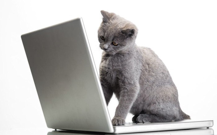 ノートパソコンを見て首をかしげる猫