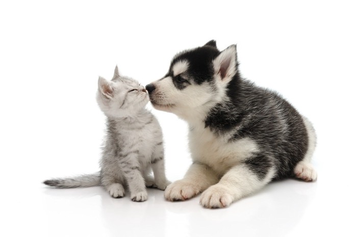 キスしている子猫と子犬