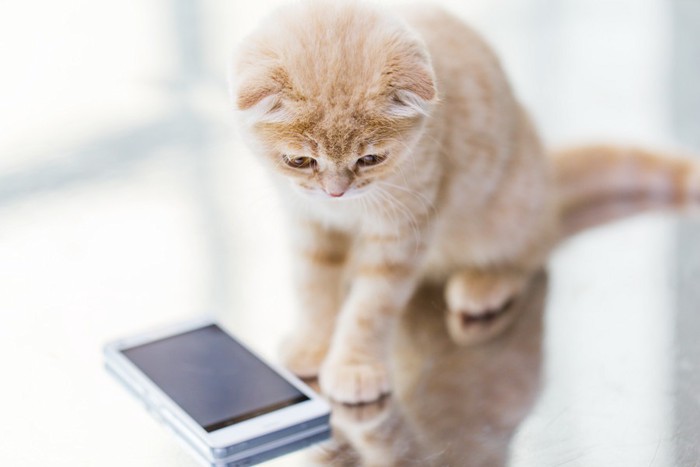 携帯をみている猫