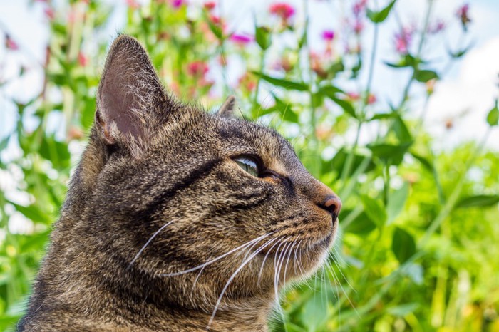 花を背景にしている猫