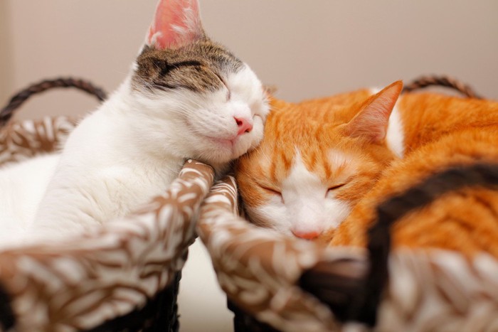 顔をつけて寝る2匹の猫
