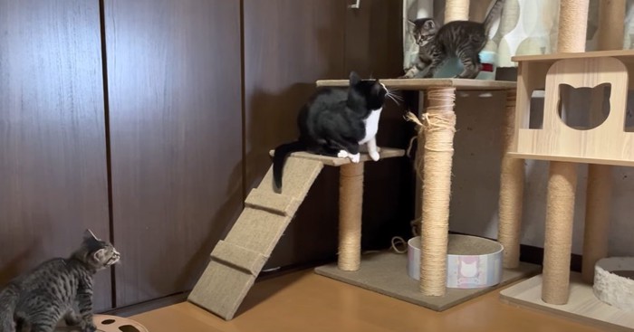 タワーの猫と子猫