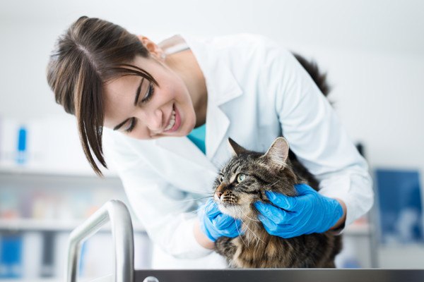 女性獣医師の検診を受ける猫