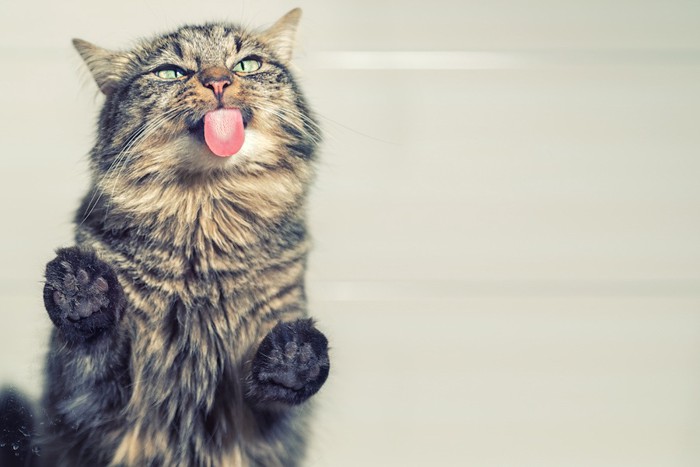 舌を出して舐める猫