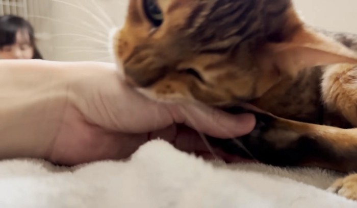 人間の手を噛む猫