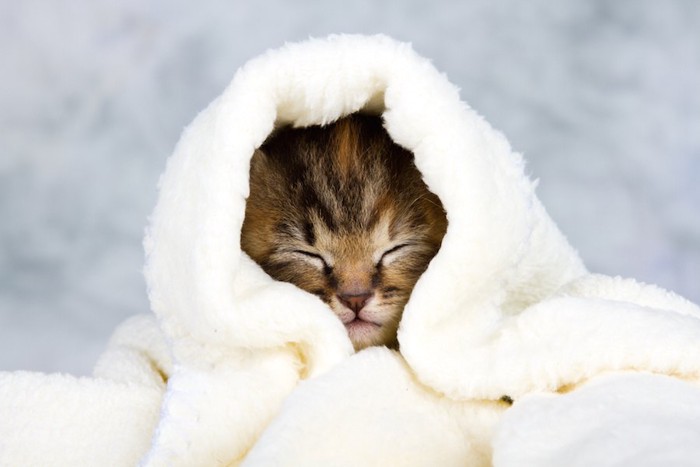 タオルにくるまって眠る子猫