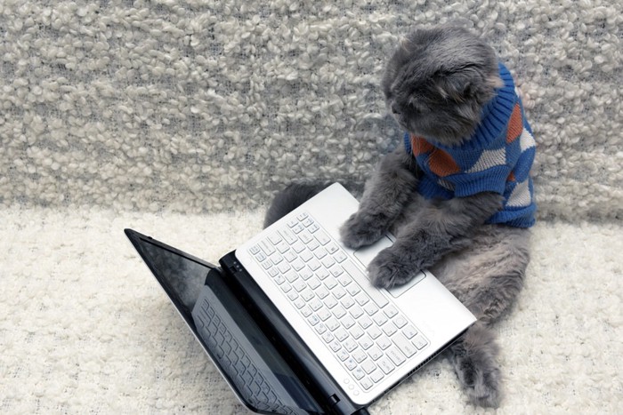パソコンで作業する猫