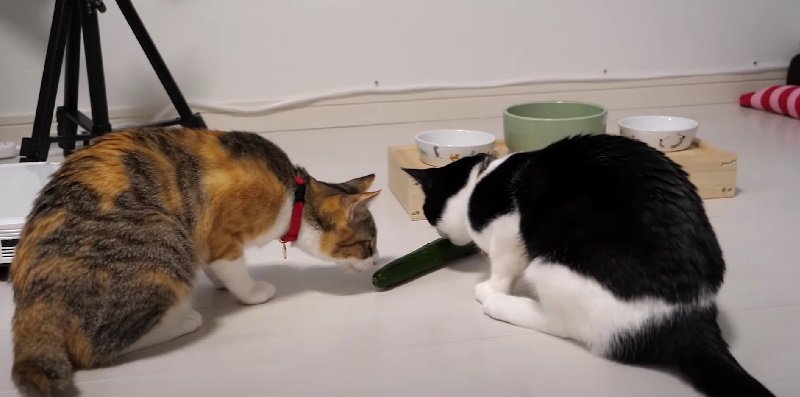 仲良く匂いを嗅ぐ2匹の猫