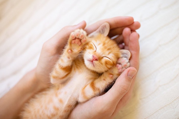 人の手の中で仰向けに寝る子猫