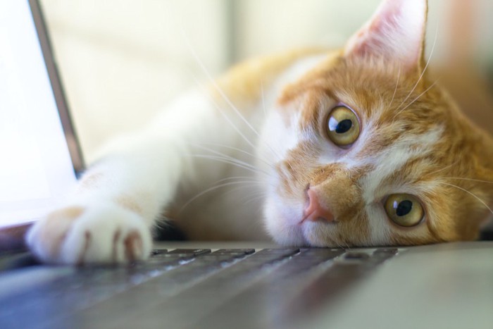 寝転んでパソコンのキーボードに手をのせる猫