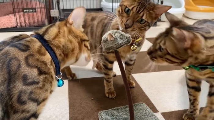 おもちゃを見る3匹の猫