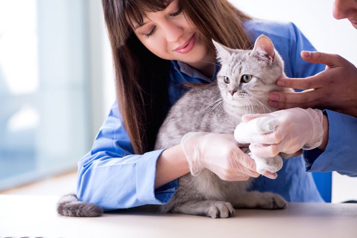 病院で手の治療を受ける猫
