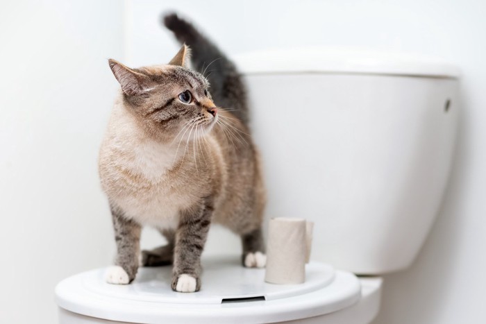 トイレの蓋の上に立つ猫