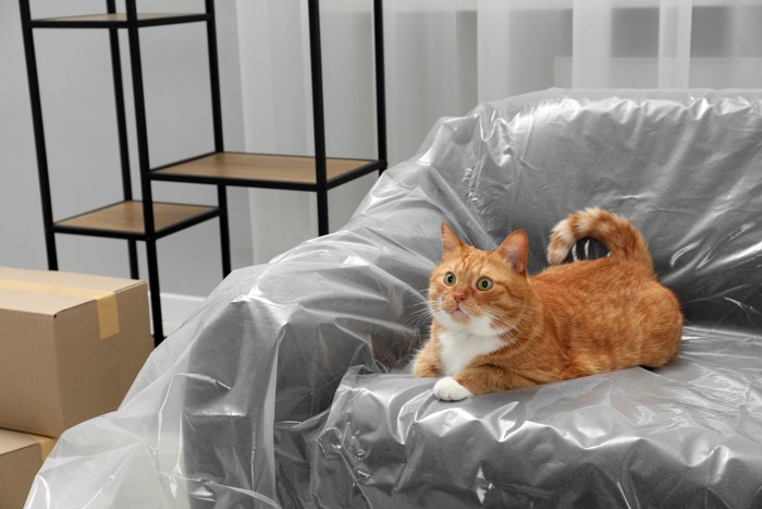 模様替え中の家具と猫