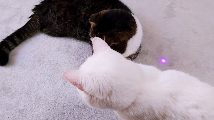 二匹の猫の後ろにあるレーザーポインターの光
