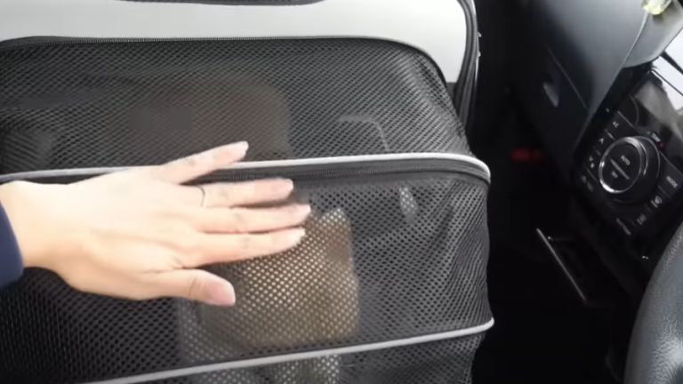 車の中でキャリーに入っている猫