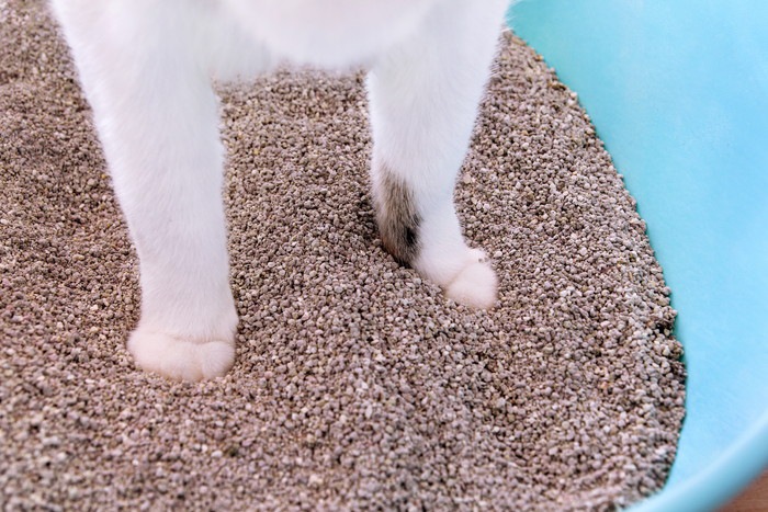 猫砂と猫の足元