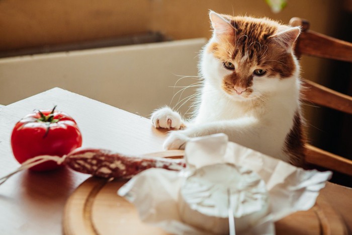トマトとソーセージを見る猫