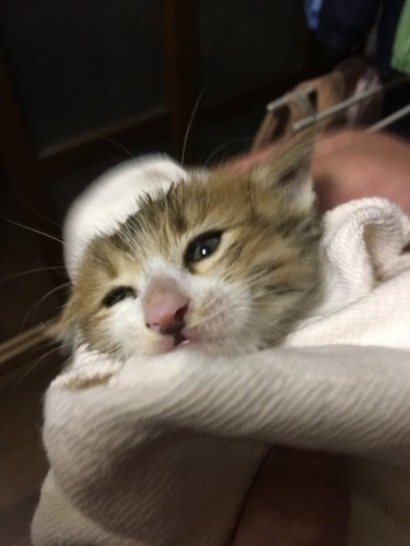 タオルで拭かれているアップの子猫