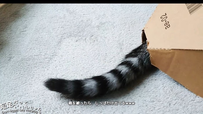 箱から出ている猫のしっぽ