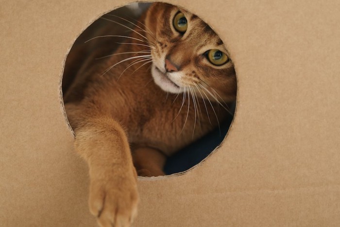 ダンボール箱の穴から前足を出す猫