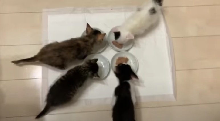 ご飯を一緒に食べる子猫たち