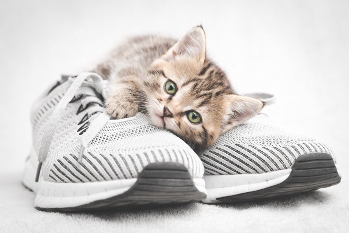 運動靴の上で寛いでいる子猫