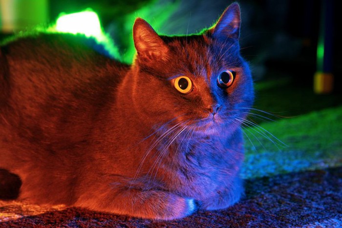 紫外線と猫