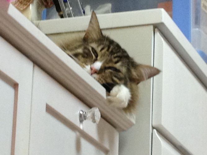 棚で寝る猫