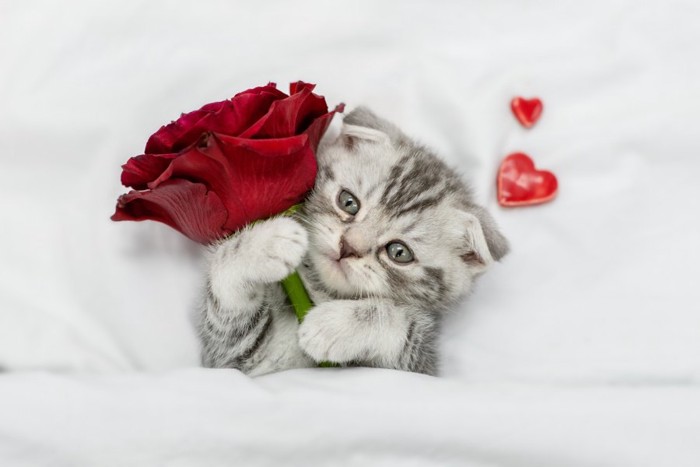 赤いバラを持った子猫
