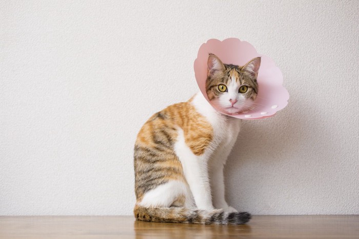 ピンクのエリザベスカラーをつける猫