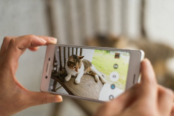 携帯電話で写真を猫の撮る