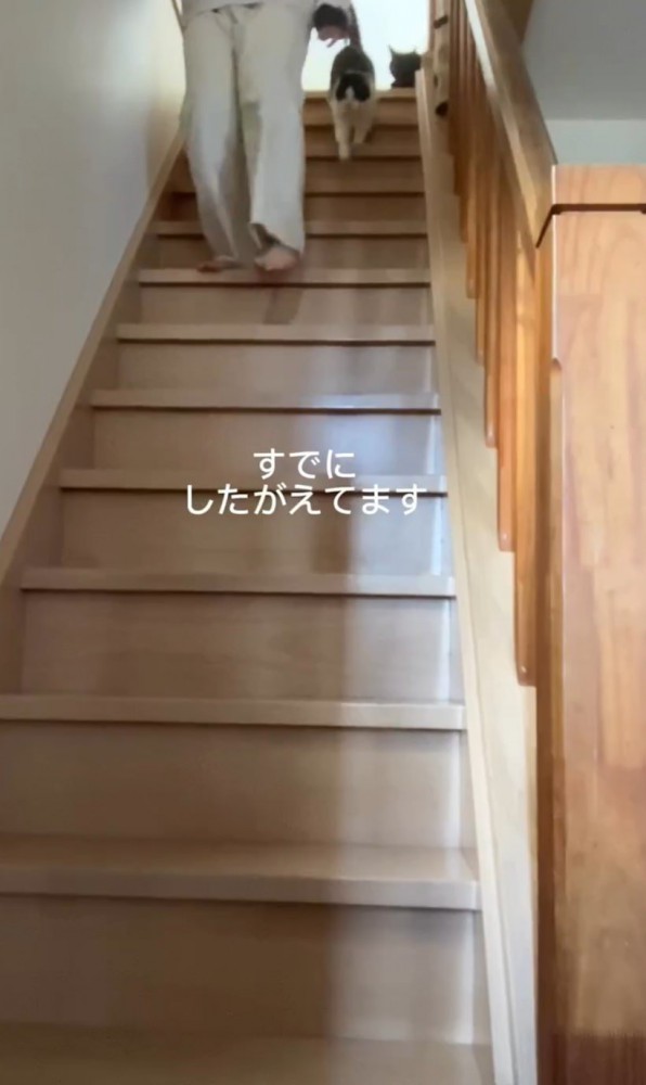 階段上に2匹の猫