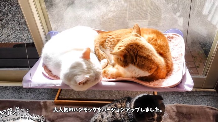 ハンモックに寝る2匹の猫